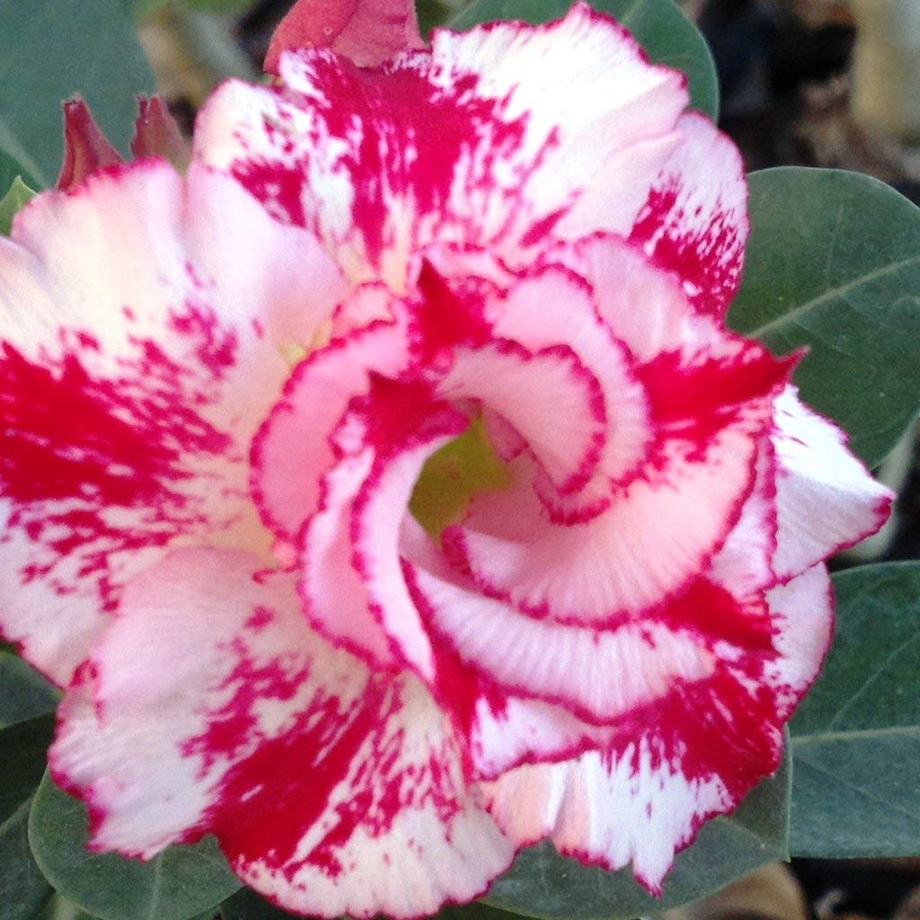 Royal Paradise Garden Live Adenium Desert Rose 1 Seedling Plant in Plastic Pot - Variety : Miss Bangkok (B07NH9P9R8) Amazon Price History, Amazon Price Tracker