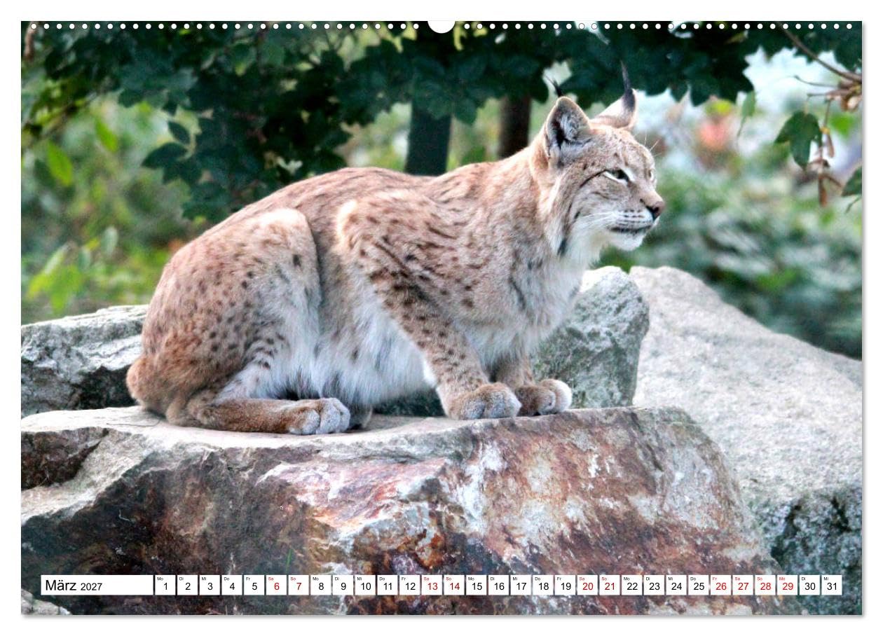 CALVENDO - Familie Luchs - Die Jäger mit dem Pinselohr (hochwertiger Premium Wandkalender 2027 DIN A2 quer), Kunstdruck in Hochglanz: Im Leben einer Luchsfamilie