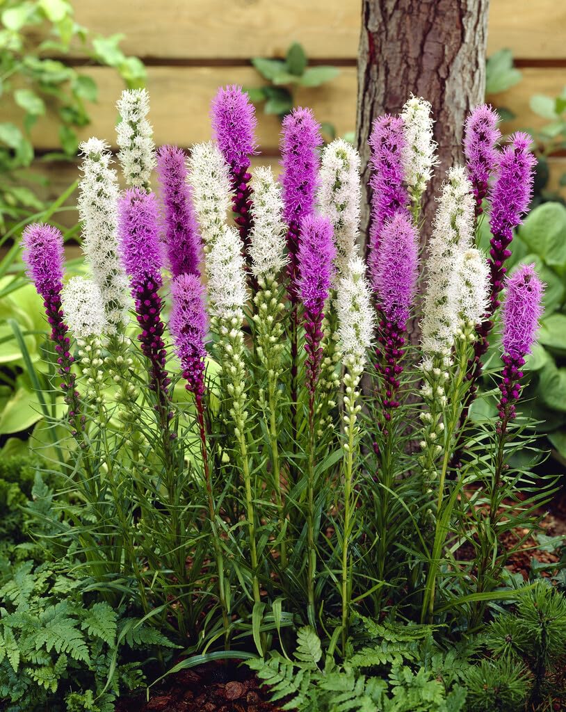 CZ Grain Mixed Liatris 20 Bulbs