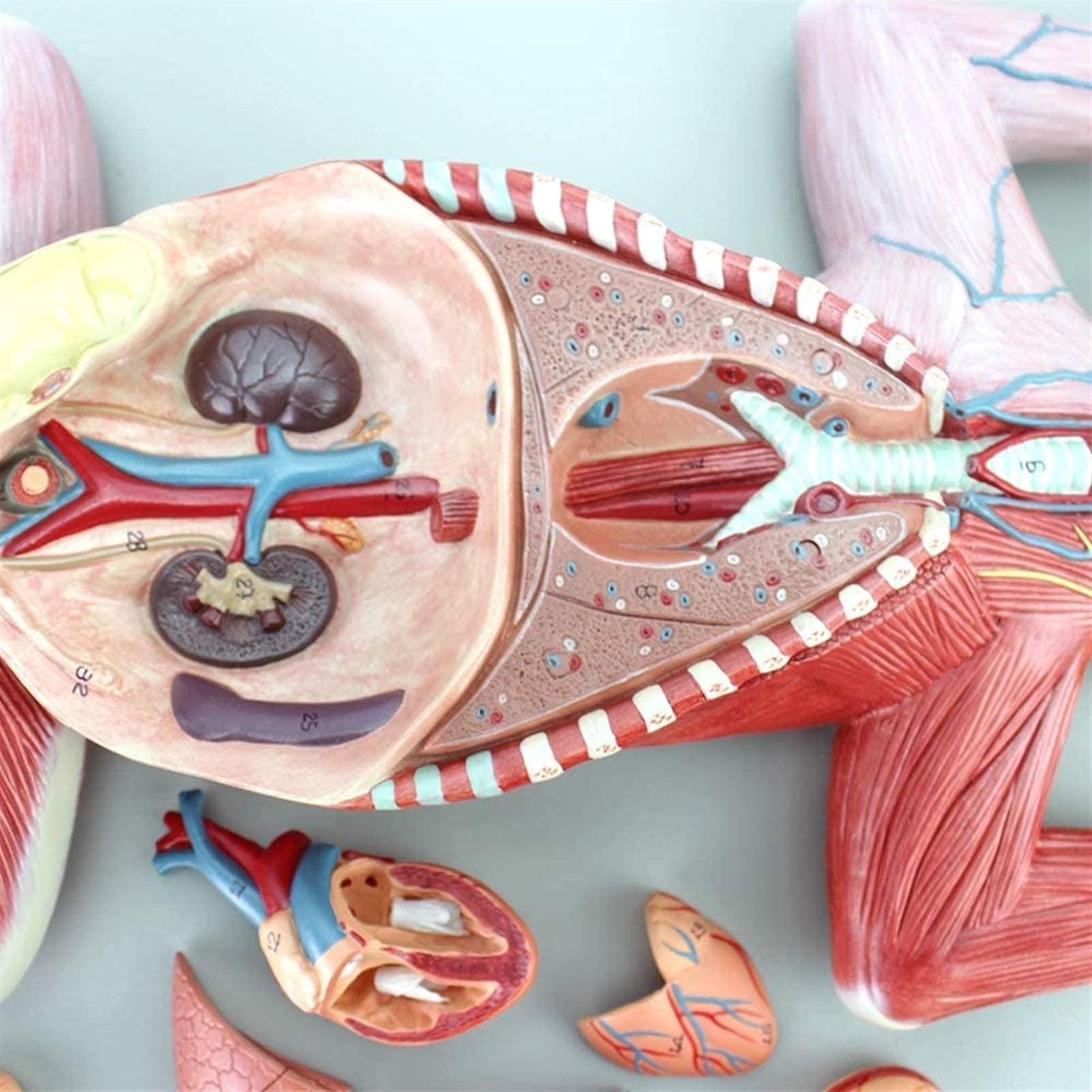 Model Kota Anatomiczny Narząd Mascoty Wewnętrznej Nerw Nauczanie Hodowli Zwierząt Weterynariusze, Szkolenie Medyczne, Modele Medyczne I Materiały Edukacyjne