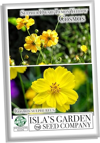 Miniatura 2 de Semillas de flores de cosmos enano de azufre "amarillo limón" para plantar, más de 100 semillas de reliquia por paquete, semillas sin OMG