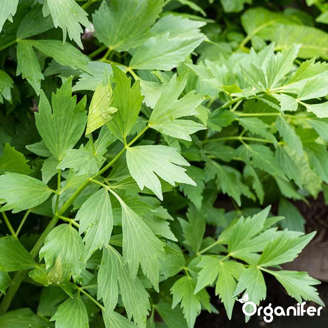 Liebstöckel Flüssigdünger 10L – Organischer Flüssig-Pflanzendünger für große Kräuterbeete, Garten und Hochbeet – Organifer
