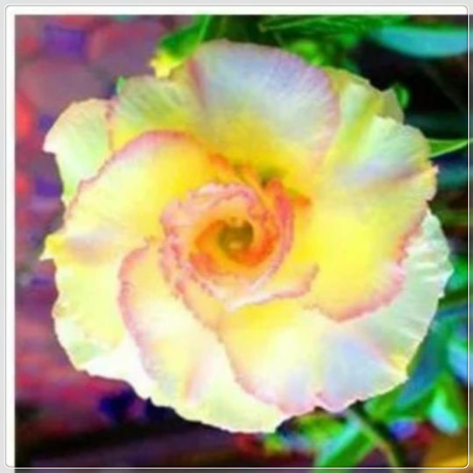 Desert Rose Bulbs for Planting Now UK Ornamental Perennial Natural Organic Unique Good for Containers Cold-Resistant Easy Plant Greening Flower Excellent Display-5Bulbs-D