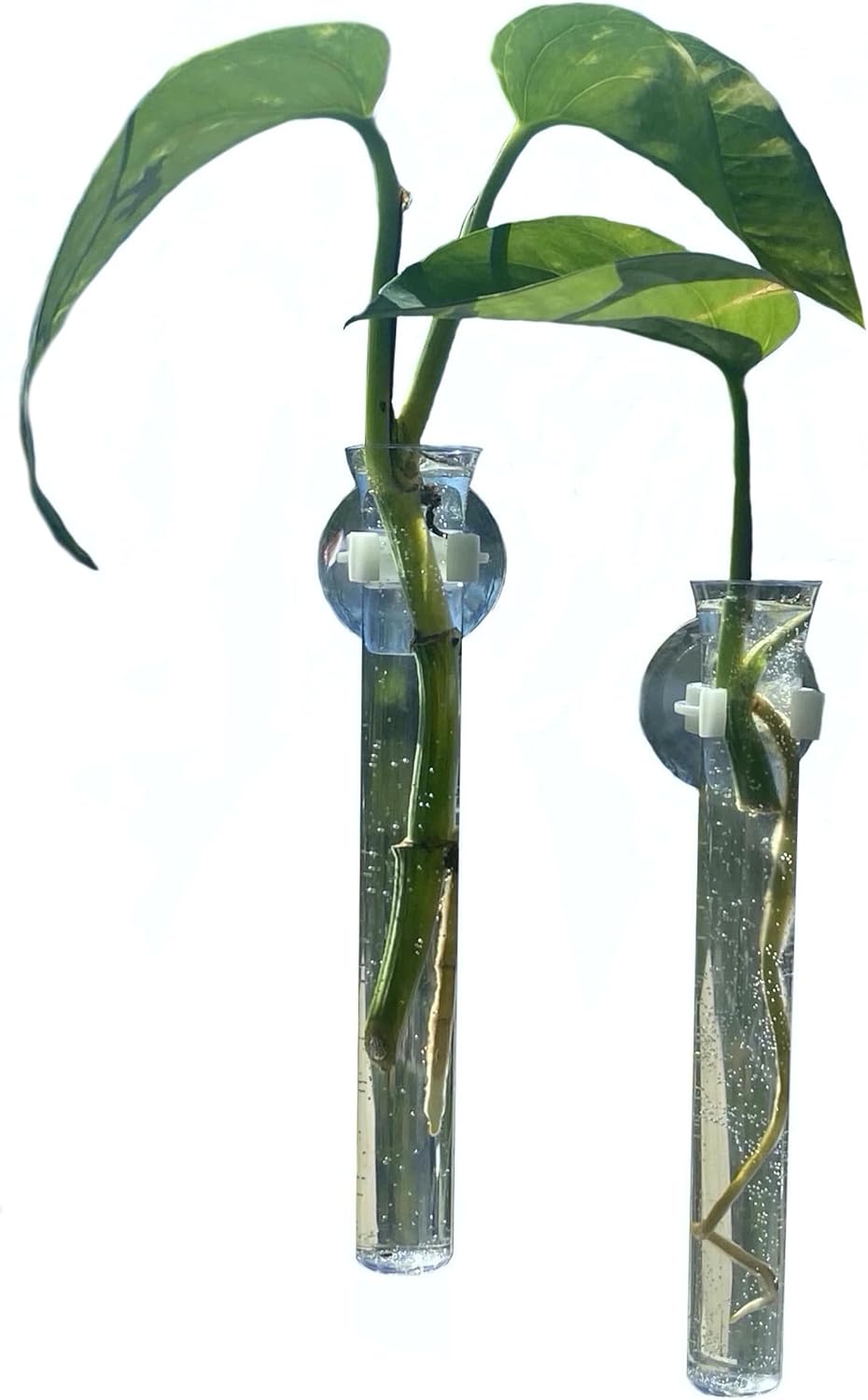 12 Window Propagation vases, Clear Plastic Tubes with Suction Cups for hydroponic and Propagation Projects, Window Decor, Mirror Decor.