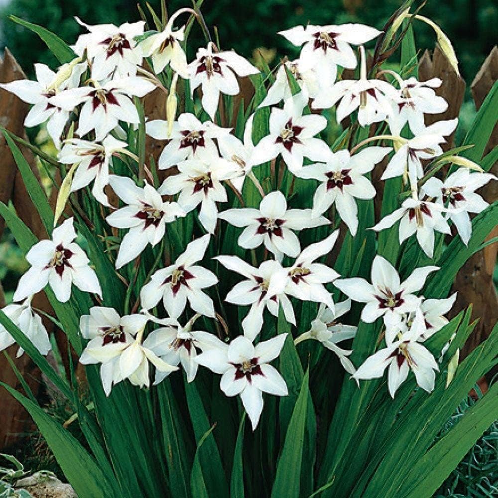 Peacock Orchid Bulbs - Gladiolus acidanthera (50 Bulbs)