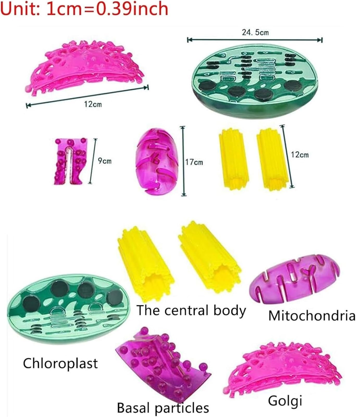 Pflanzenzellorganellenstruktur-Anatomiemodell, Pflanzenzellorganellenmodell, mit Chloroplasten, dem Zentralkörper, Mitochondrien, biologischem Lehrinstrument, for Lehrstudien.