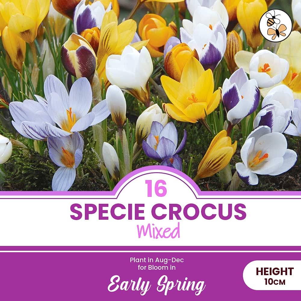 16 Specie Crocus Mixed- A Beautiful Splash of Colour Early in The Year ...
