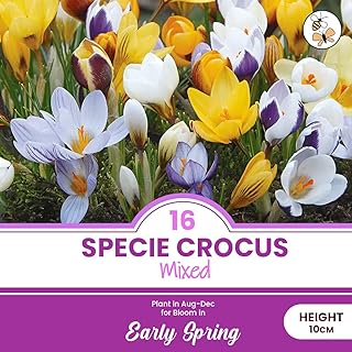 Crocus Mixed Bulbs - Spring Flowering Perennial - Great Colour Early Spring – for Your Beautiful Garden (16x Specie Crocus Mixed)