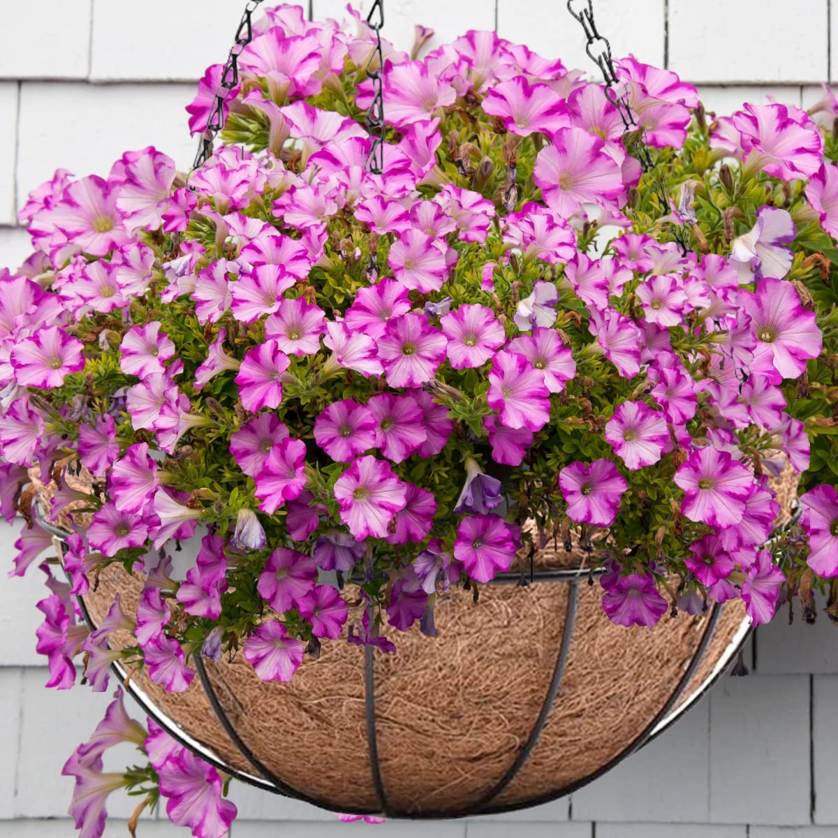 Trendi® Metal Hanging Planter Basket with Coco Coir Liner Round for Indoor Outdoor Garden Porch Decoration, 28cm (4)