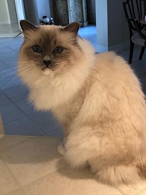 Buy vetrisains makmal-vetri lysine Plus, tambahan sokongan imun