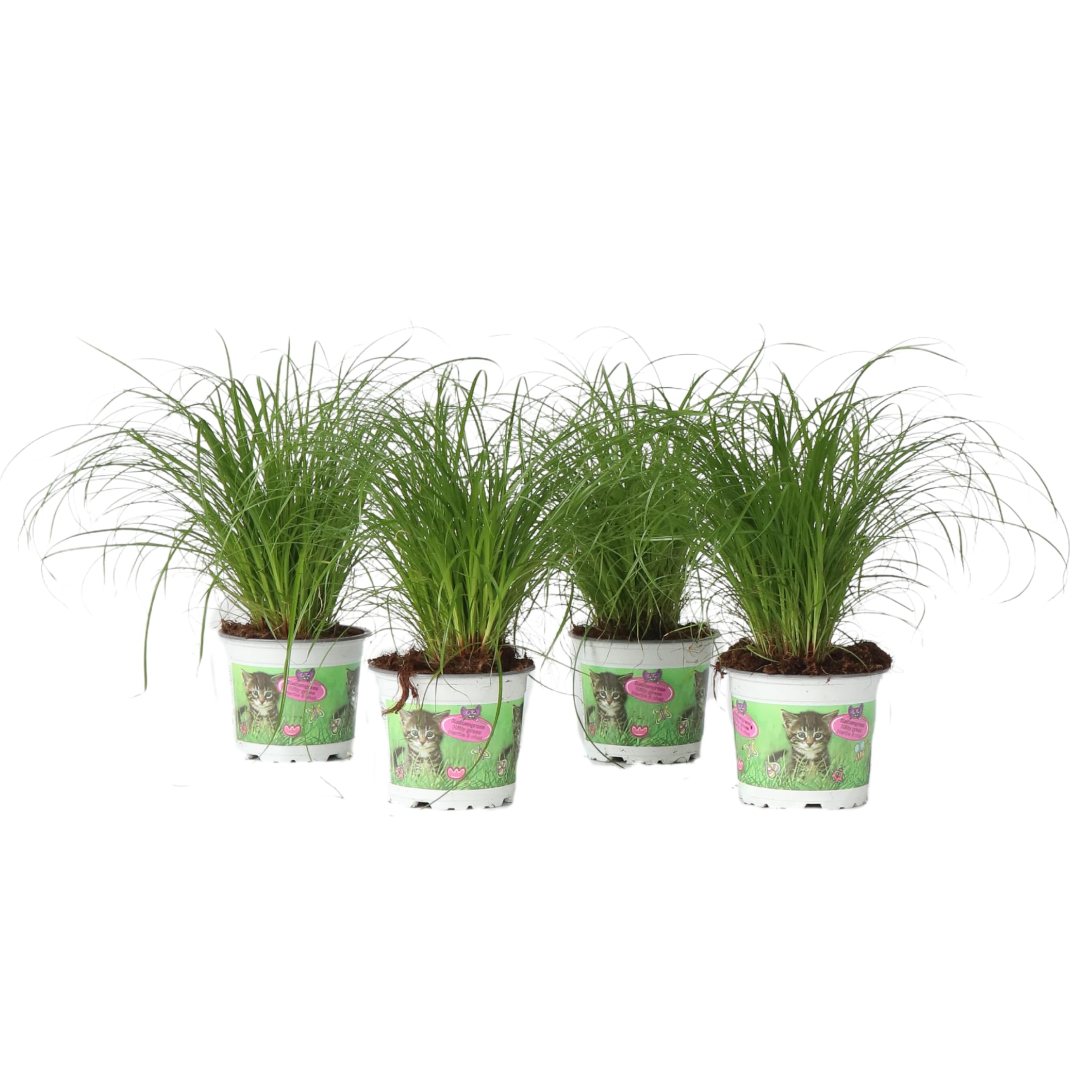 Plant in a Box - Cyperus 'Herbe à chat' - Set de 4 - Pot 12cm - Hauteur 30-40cm