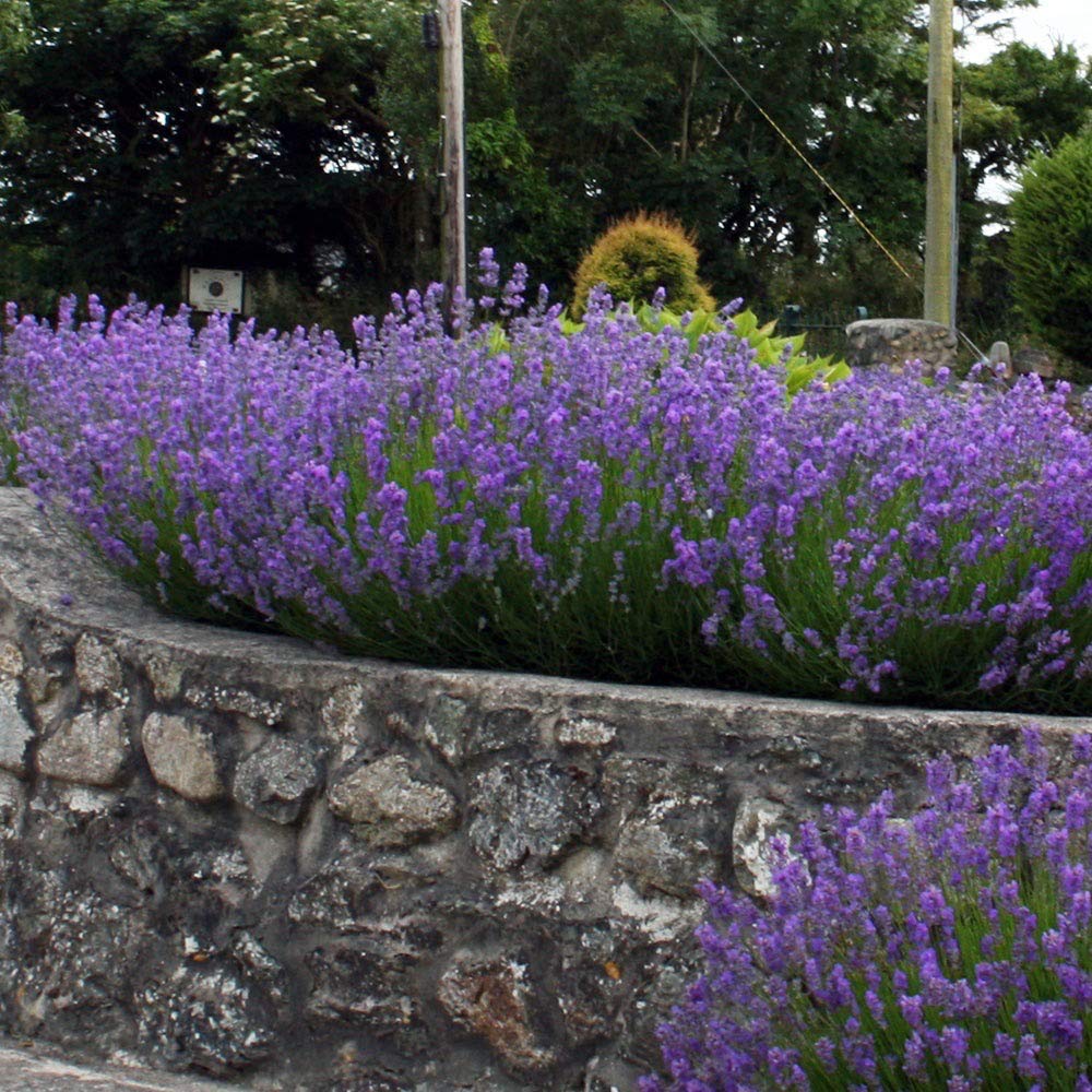 Stauden Gänge 100 x Lavandula angustifolia 'Hidcote Blue' Echter Lavendel | Blaue Staude für Sonne, Blüte Juli bis August, mehrjährig, 9x9 cm Topf