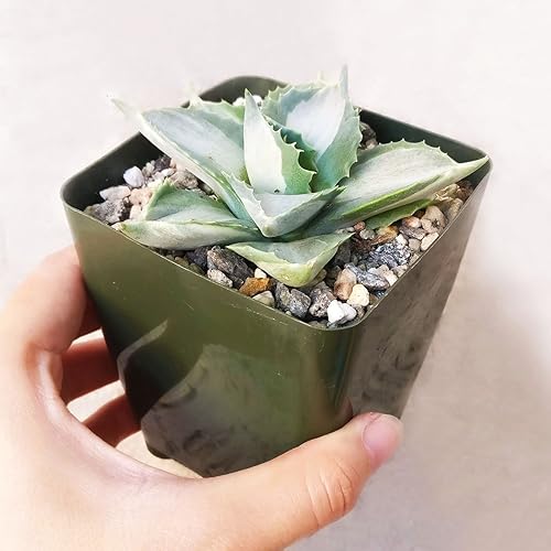 Miniatura 4 de Agave isthmensis Ohi Raijin Shiro Nakafu Mariposa enana abigarrada (3.5 pulgadas)