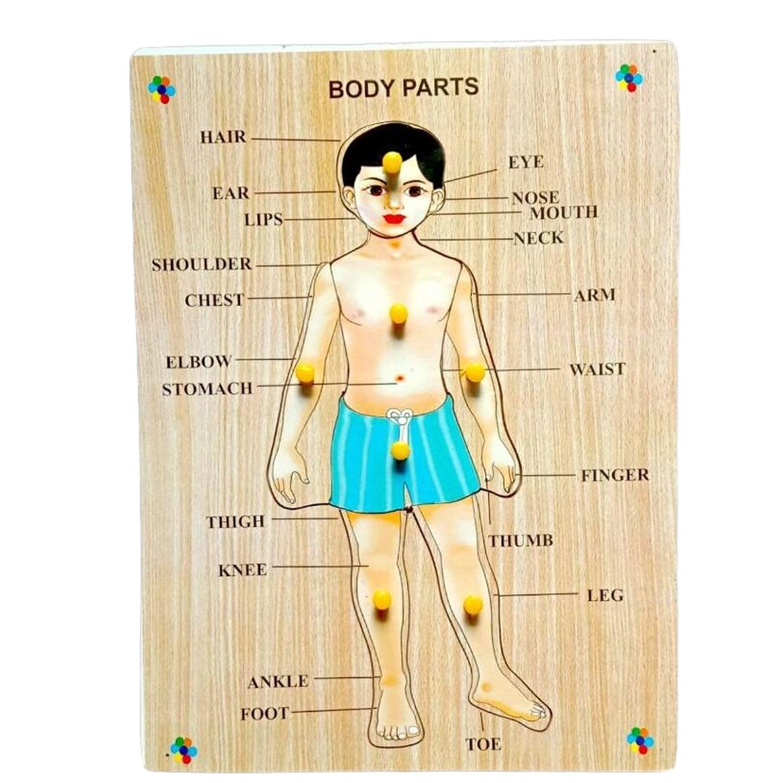 Wooden Human Body Parts Puzzle with Knobs, Learning Game for Kids (1 Pieces) (Multicolor) (B0D7MFF5WC) Amazon Price History, Amazon Price Tracker