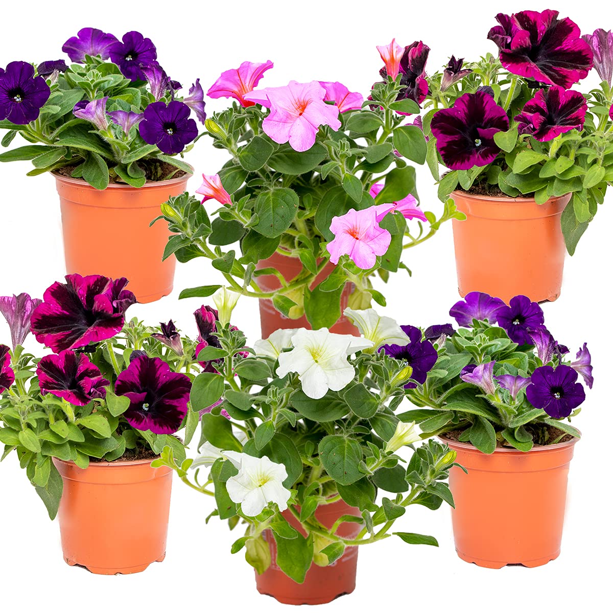 Bloomique - Lot de 6 - Pétunia à grandes fleurs - Mélange de couleurs - Plantes de massif - Plantes de jardin - Hauteur 15-20 cm - Pot 10,5 cm