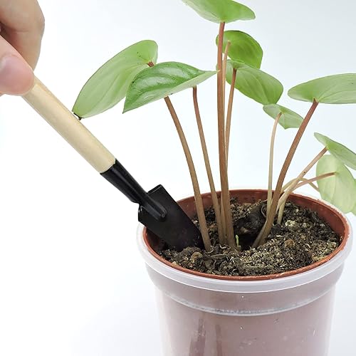 Miniatura 4 de Andiker Mini herramientas de jardinería, juego de 3 herramientas de mano de jardín portátiles, rastrillo de jardinería en miniatura paleta y pala