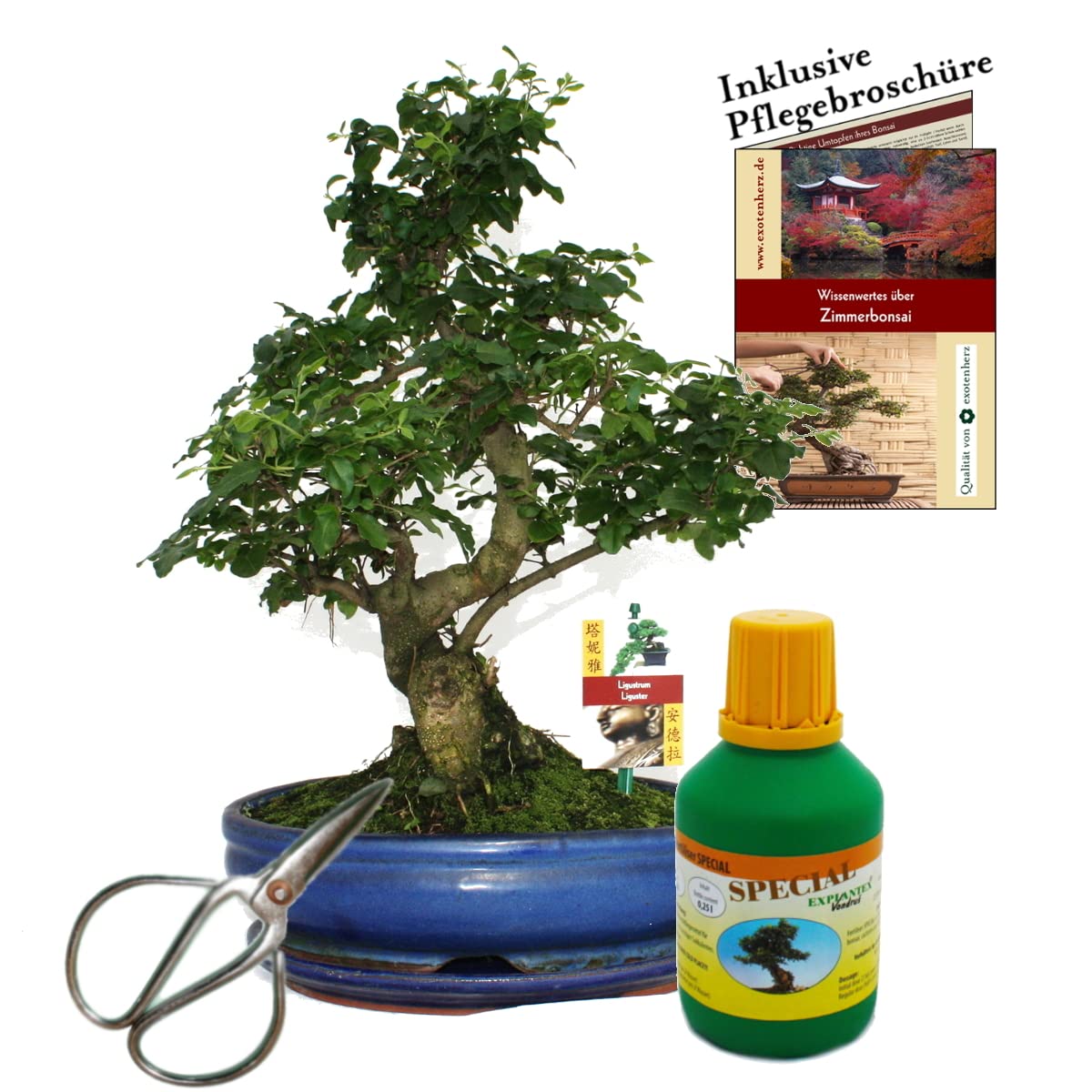 Bonsai Chin. Liguster Ligustrum 10 Jahre 25cm Schale