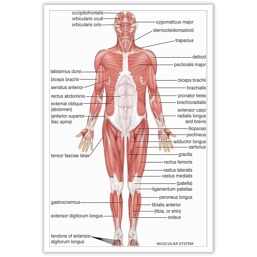 amazon-com-dcvjiy-modern-muscular-system-anatomical-chart-posters-human-anatomy-physiology-medical-art-anterior-view-organ-muscles-diagram-prints-for-home-bedroom-dorm-laboratory-wall-decor-12x16in-unframed-posters-prints for Free Printable Muscular System Diagram Amazon.com: Dcvjiy Modern Muscular System Anatomical Chart Posters Human Anatomy Physiology Medical Art Anterior View Organ Muscles Diagram Prints For Home Bedroom Dorm Laboratory Wall Decor 12x16in Unframed: Posters & Prints for Free Printable Muscular System Diagram