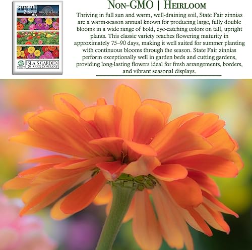Miniatura 3 de "State Fair Mix" - Semillas de flores de zinnia para plantar, más de 100 semillas por paquete, semillas de jardín de Isla, sin OMG y semillas de