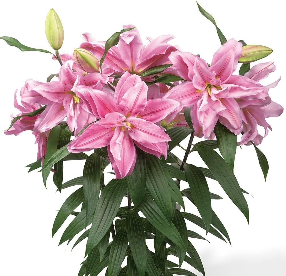 ユリ 球根 ベランダ・鉢植え向き 八重咲ユリ (無花粉) ローズリリー サラ 20球 / 国華園 25年秋商品