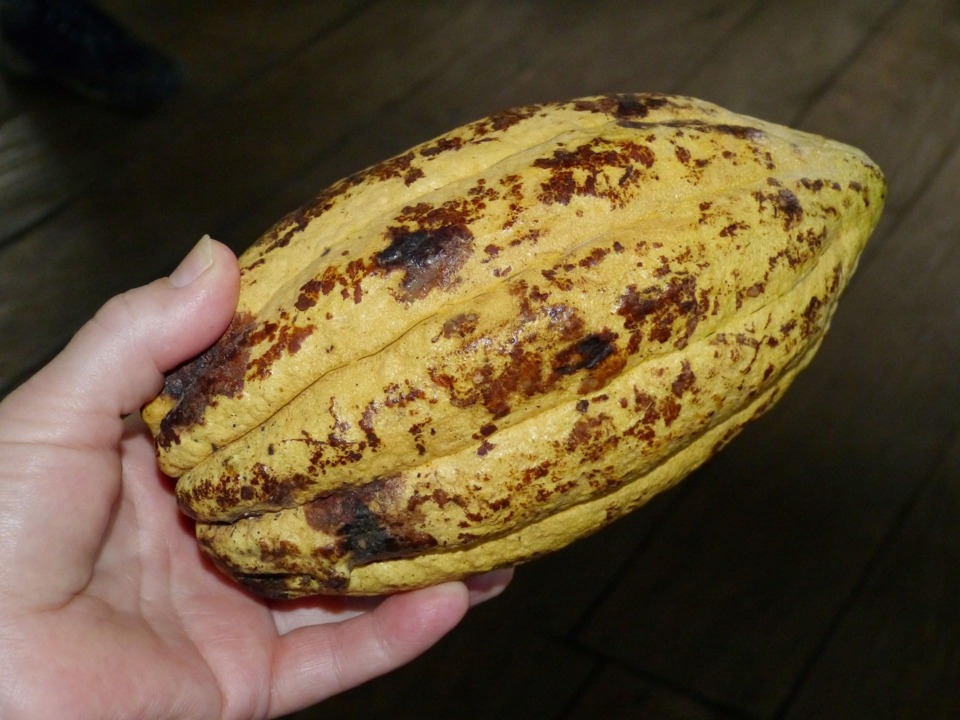 Meybona Urspungs-Schokolade Zartbitter | Ecuador | 72% Kakao | 18x40g | Single Origin, Edelkakao-Schokoladen, Schokoladentafel, ausgewählte Edelkakaobohnen, perfekt für unterwegs, ohne Palmöl