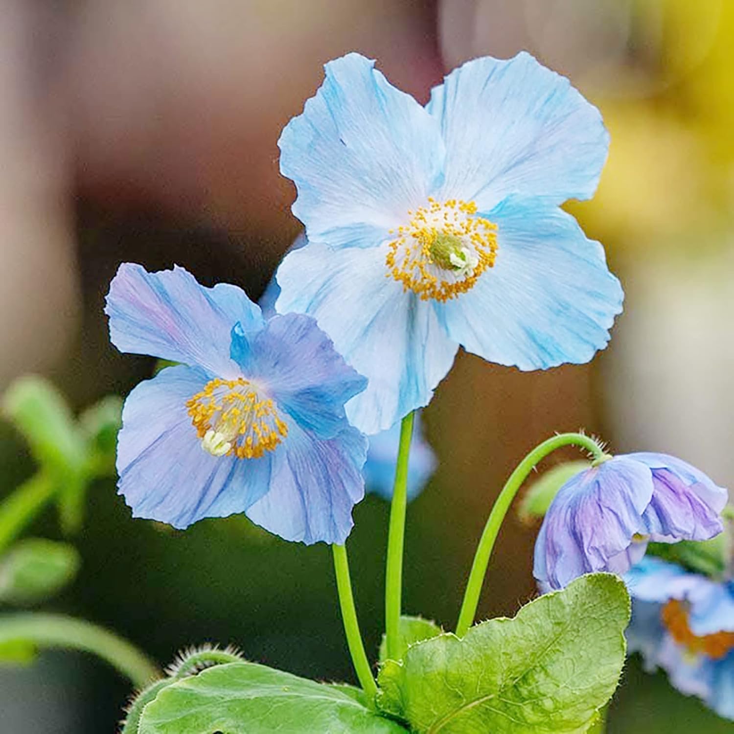 Himalayan Blue Poppy Seeds Meconopsis Betonicifolia Seeds