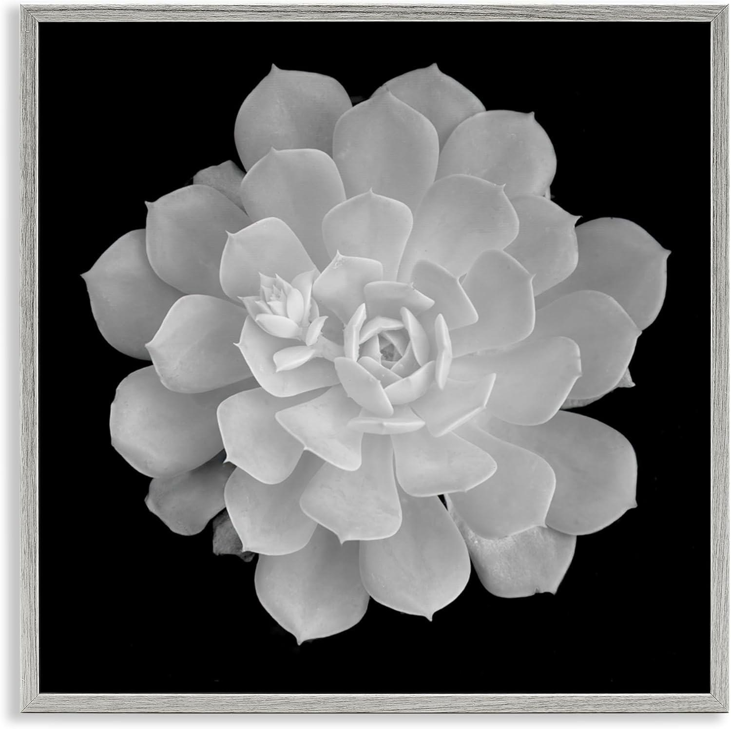 Stupell Industries Pure White Succulent Contrast Gray Framed Giclee Art, design by Phillip Flowers, 12 x 12