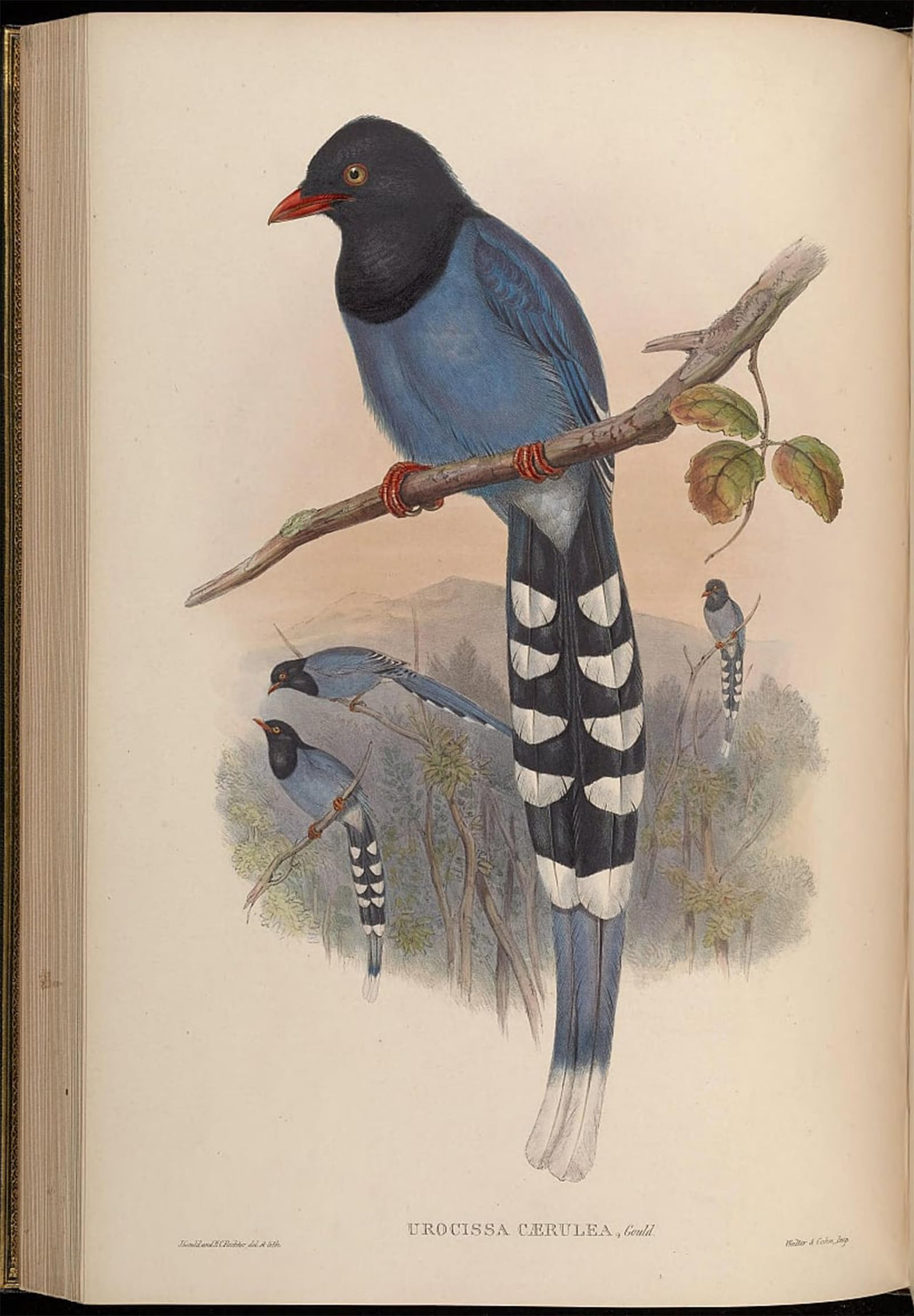 POSTERIIk Famous Animal Posters Vintage Picture Animal Bird Urocissa Caerulea by John Gould Modern Wall Decor for Home Decor 60x90cm