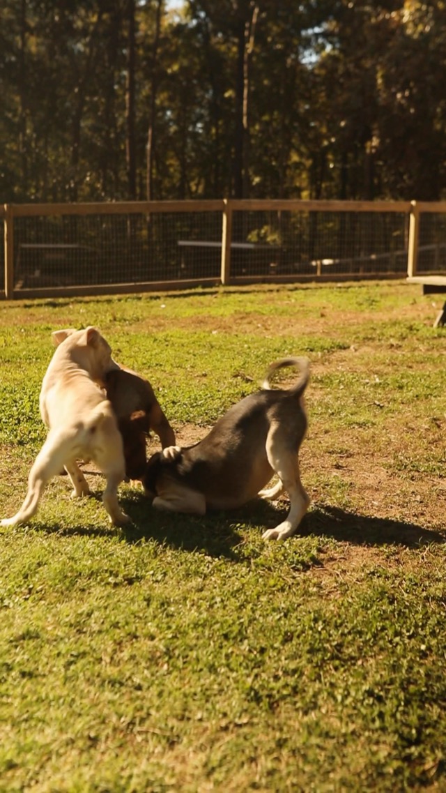 Meet The Three New Foster Puppies Pets FoundItOnAmazon