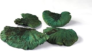 Dried Mushroom Mix Size - Pack of 4 - for Decorative use only not for Food Consumption. (Green 4 to 6 inch)