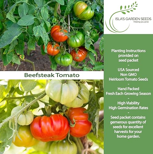 Miniatura 2 de Semillas de tomate Beefsteak (Solanum lycopersicum) – Más de 300 semillas sin OMG y reliquias, tomates grandes y jugosos para rebanar, perfectas