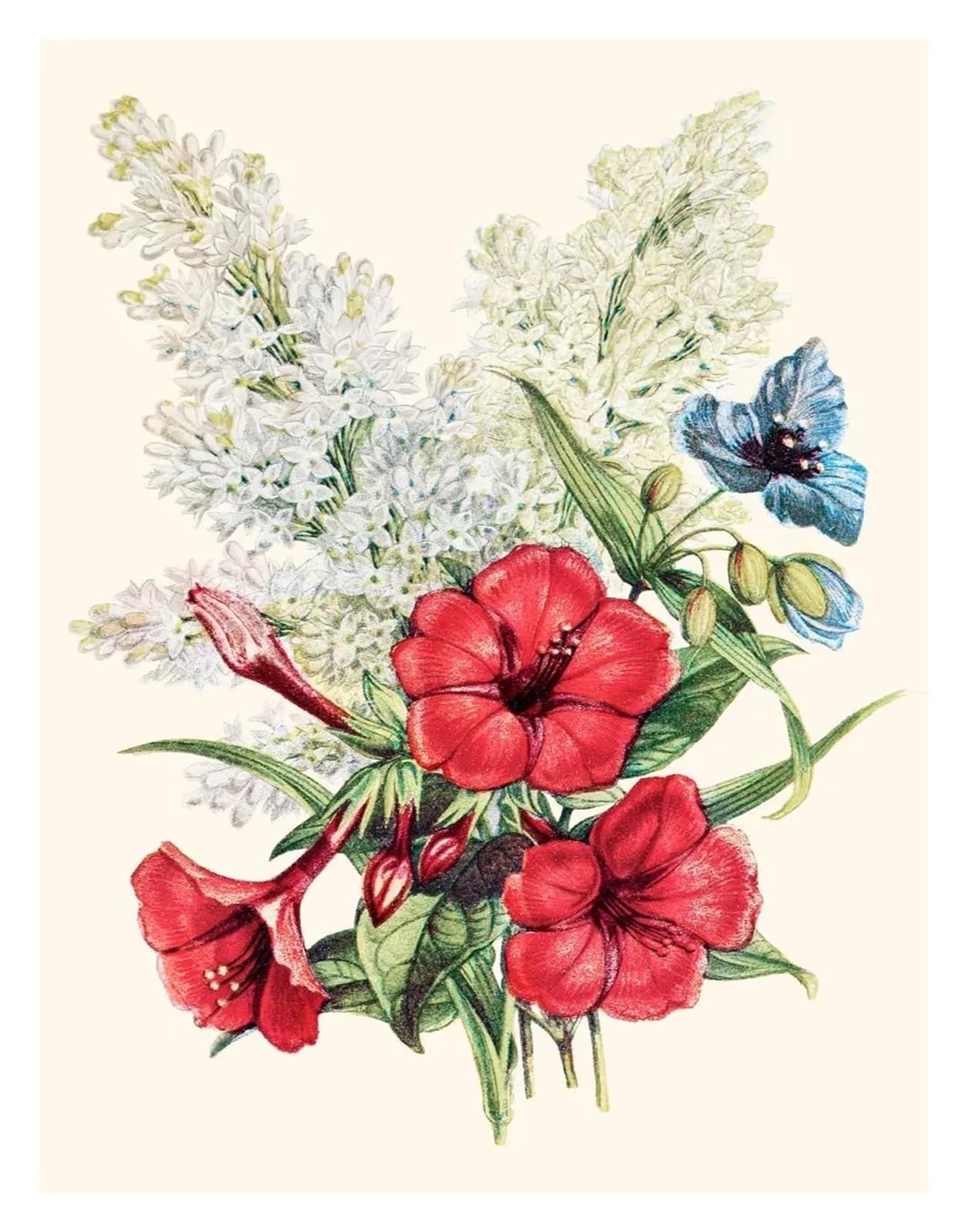 Affiches botaniques classiques et vintage pour peinture sur toile moderne