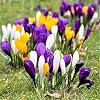 Hardy Perennial,Saffron Plants UK, Excellent Display Crocus Bulbs Potted planting-A-15bulbs