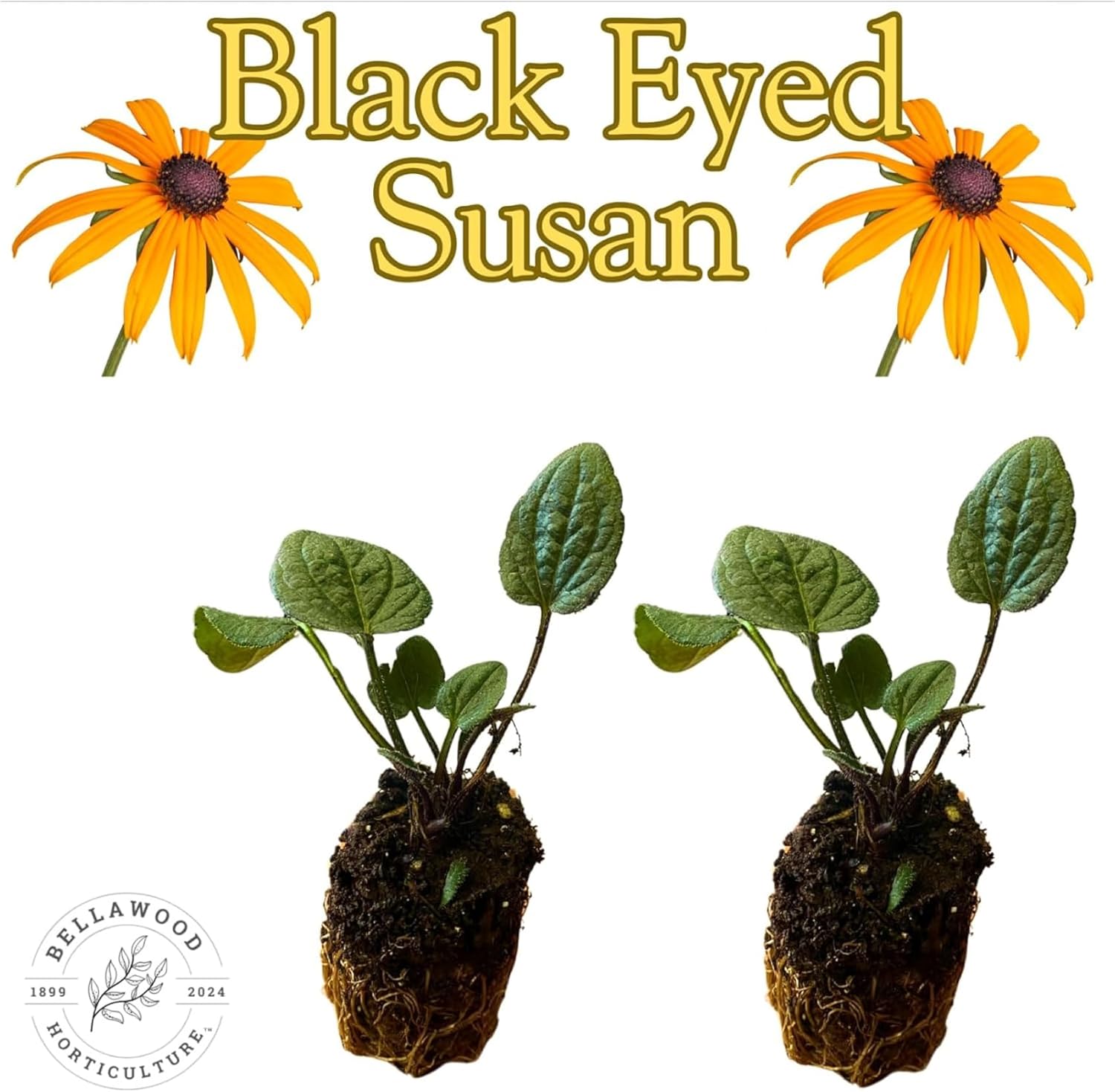 Pollinator Garden Live Plant Collection – 8 Perennial Live Plants | Butterfly Weed, Swamp Milkweed, Purple Coneflower & Black-Eyed Susan | Attract Monarchs, Bees & Hummingbirds | Native Perrenials