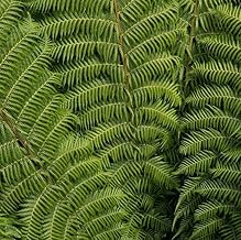 Khejri Live Plant (Rajasthani Sacred Tree) – Pack of 1