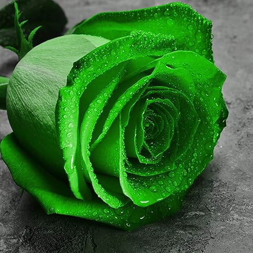 CHUXAY GARDEN Green Rose Semillas 5 Semillas Arbusto Perenne Arbusto Belleza Flores Verdes Crece en Solo Semanas