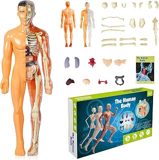 3D Human Body Torso Model, Realistic Human Anatomy Model,DIY Skeleton,Removable Human Organ Model for Student Study,Teaching Demonstration,Science Early Learning