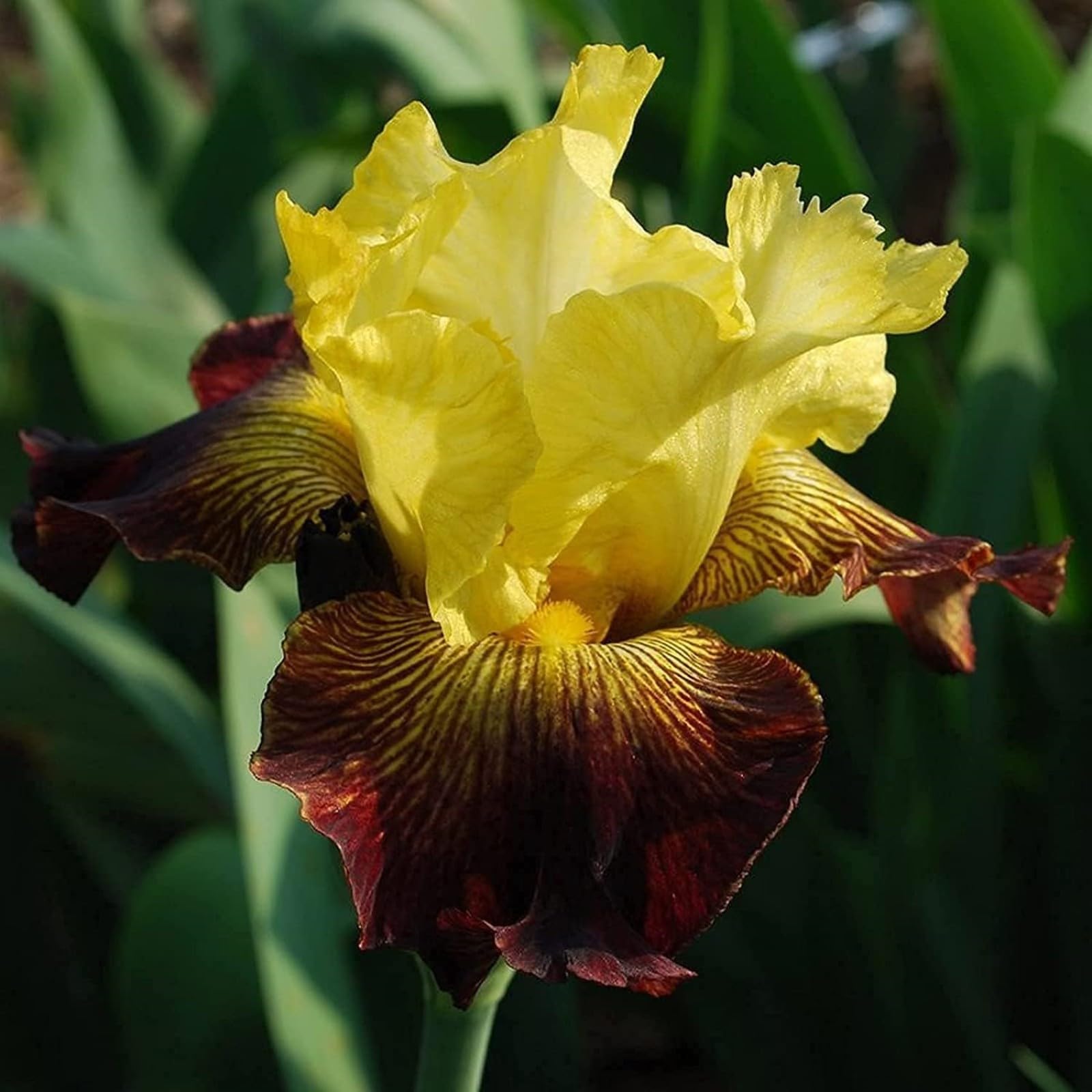Iris Bulbs for Planting Now UK Ornamental Perennial Excellent Display Plant Bulbs Greening Flower Good for Containers Natural Organic Easy Plant Perennial -8Bulbs-D
