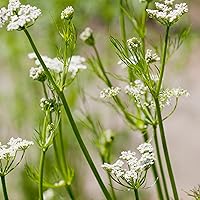 Vista 3 de Frontier Co-op Semillas de alcaravea entera, bolsa a granel de 1 libra, sabor cálido y terroso, semillas de alcaravea orgánicas para pan, cocina