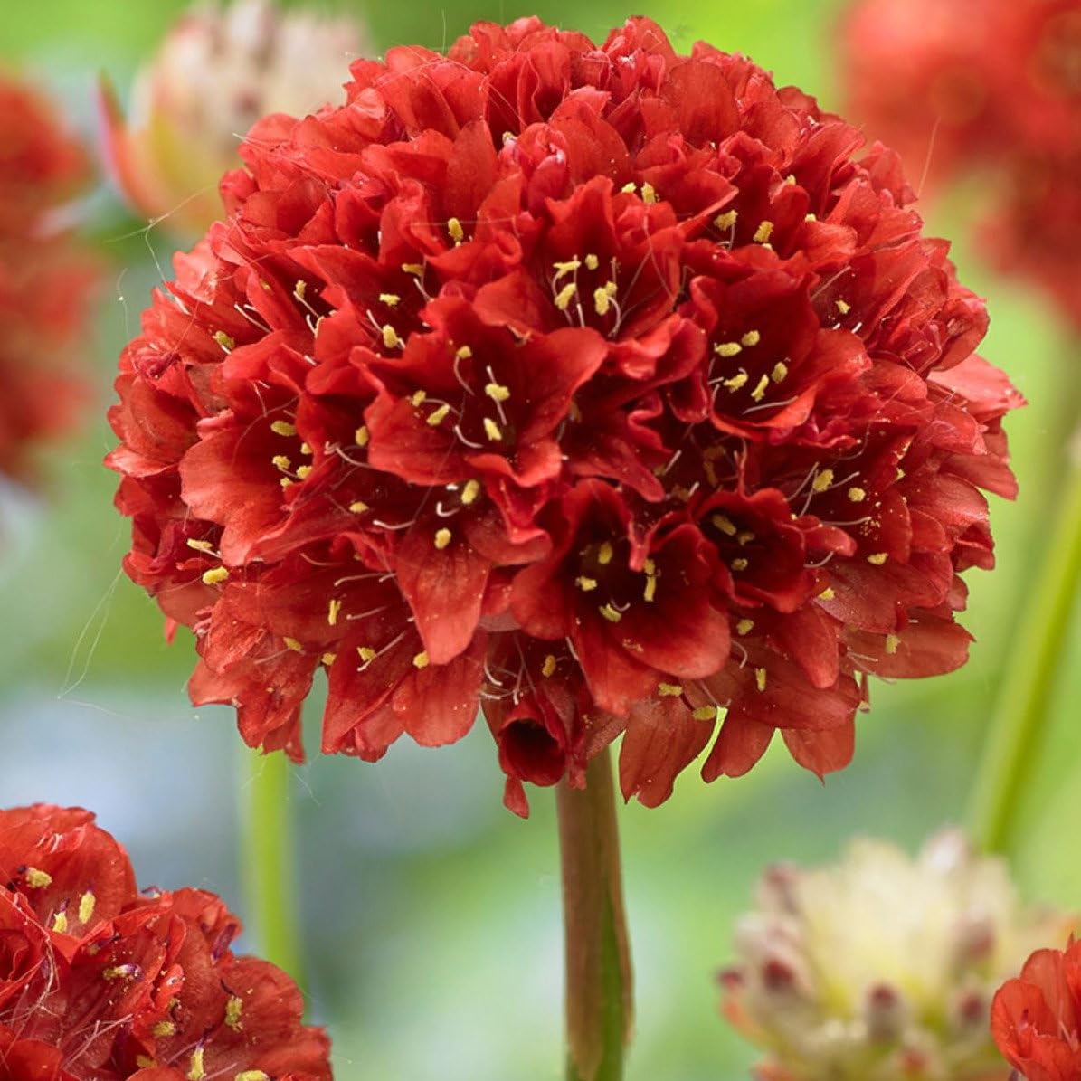 Plant World Seeds - Armeria Pseudarmeria Ballerina Red Seeds (Alpine Plant Seeds)
