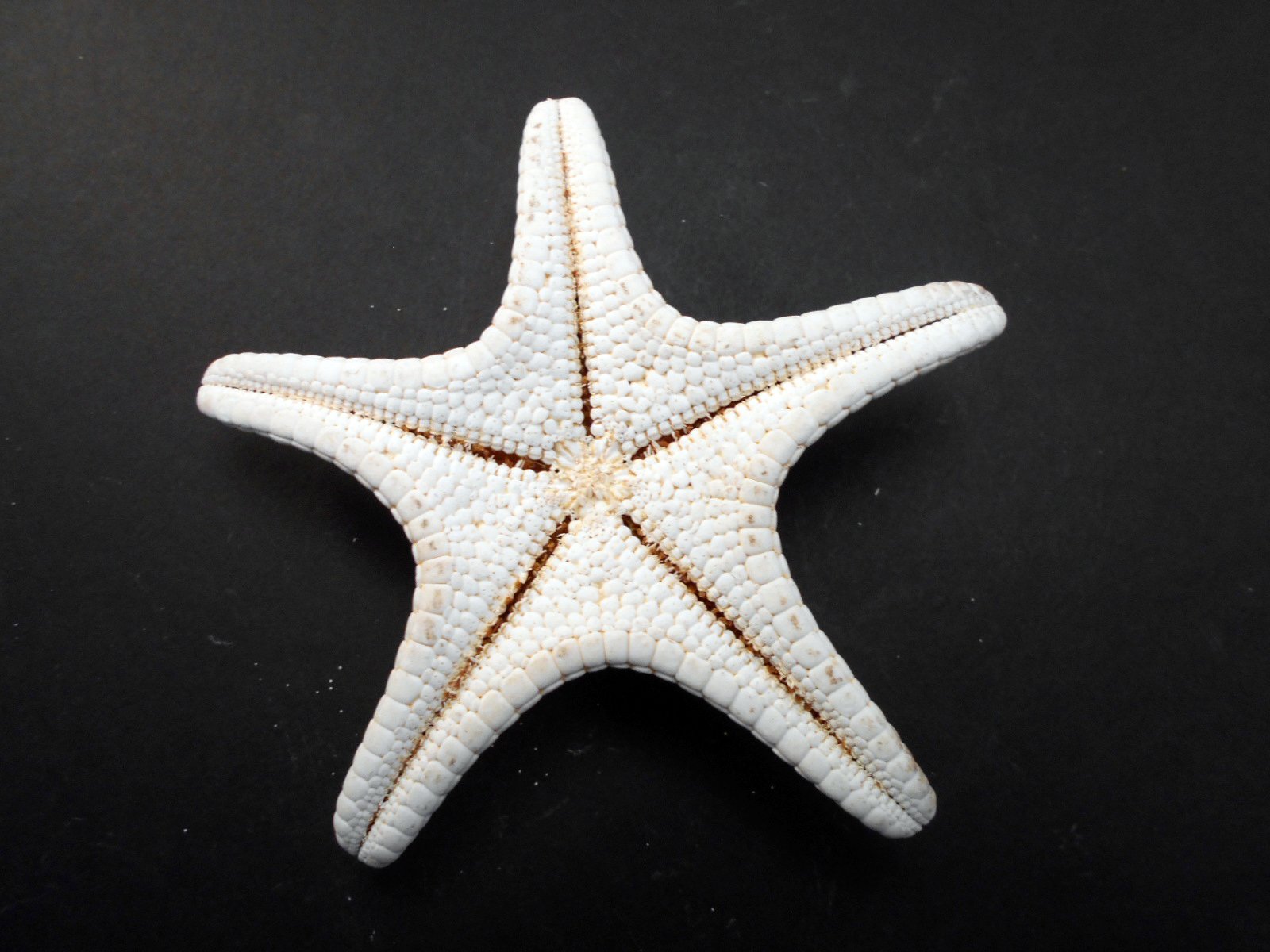 10 Real Starfish Decor Set - 5 White & 5 Knobby Starfish For Beach Wedding & Coastal Decor