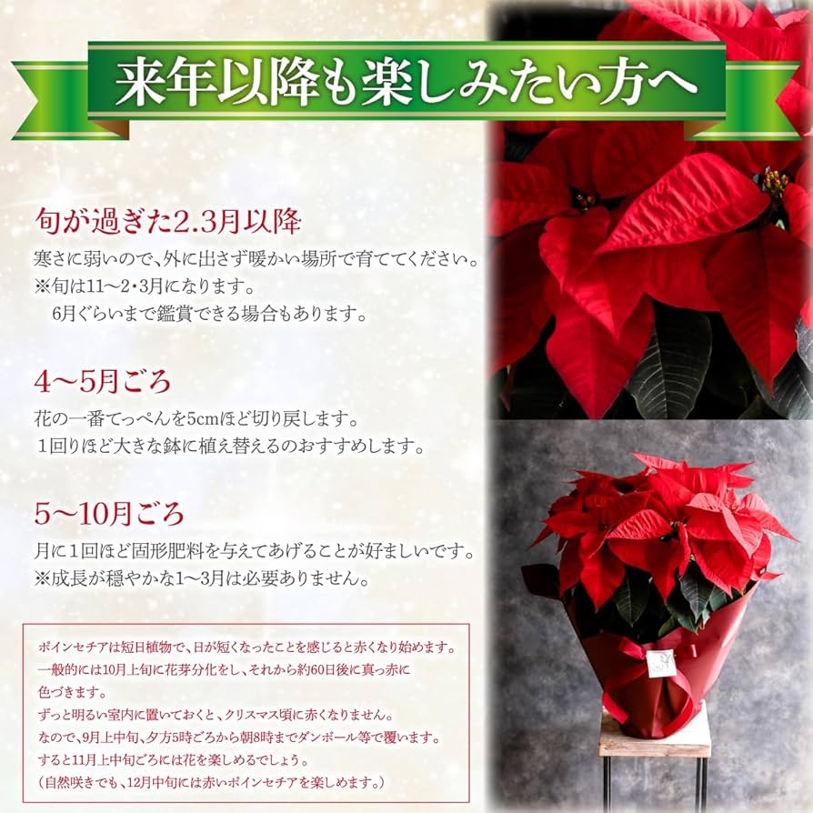 ポインセチア　ライト　インテリア　鉢　クリスマス 5824-3.jpg