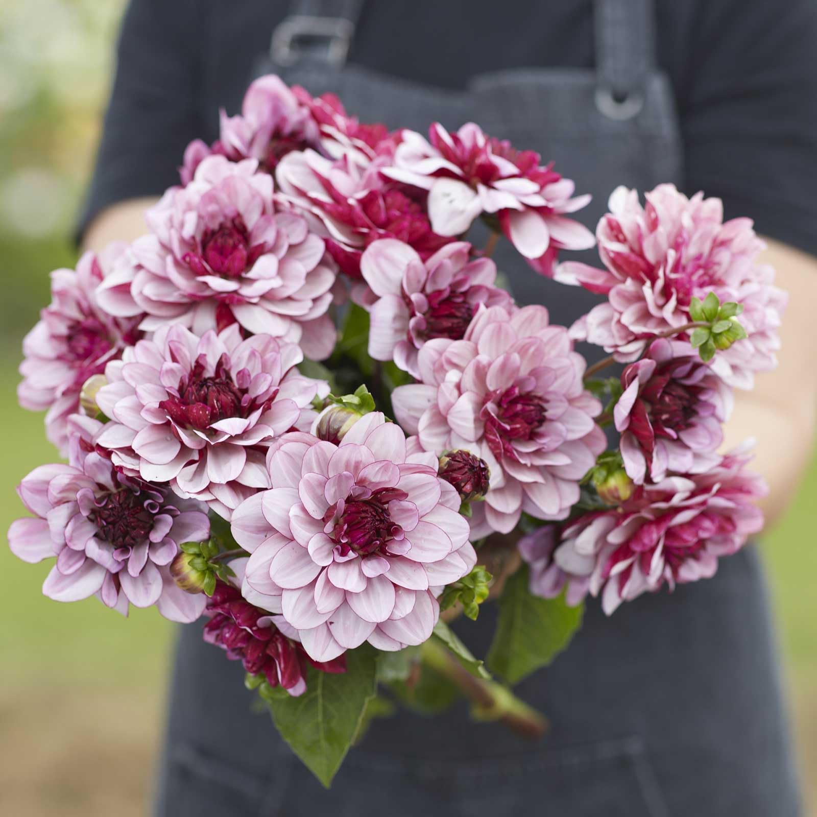 Eden Brothers Creme de Cassis Dahlia