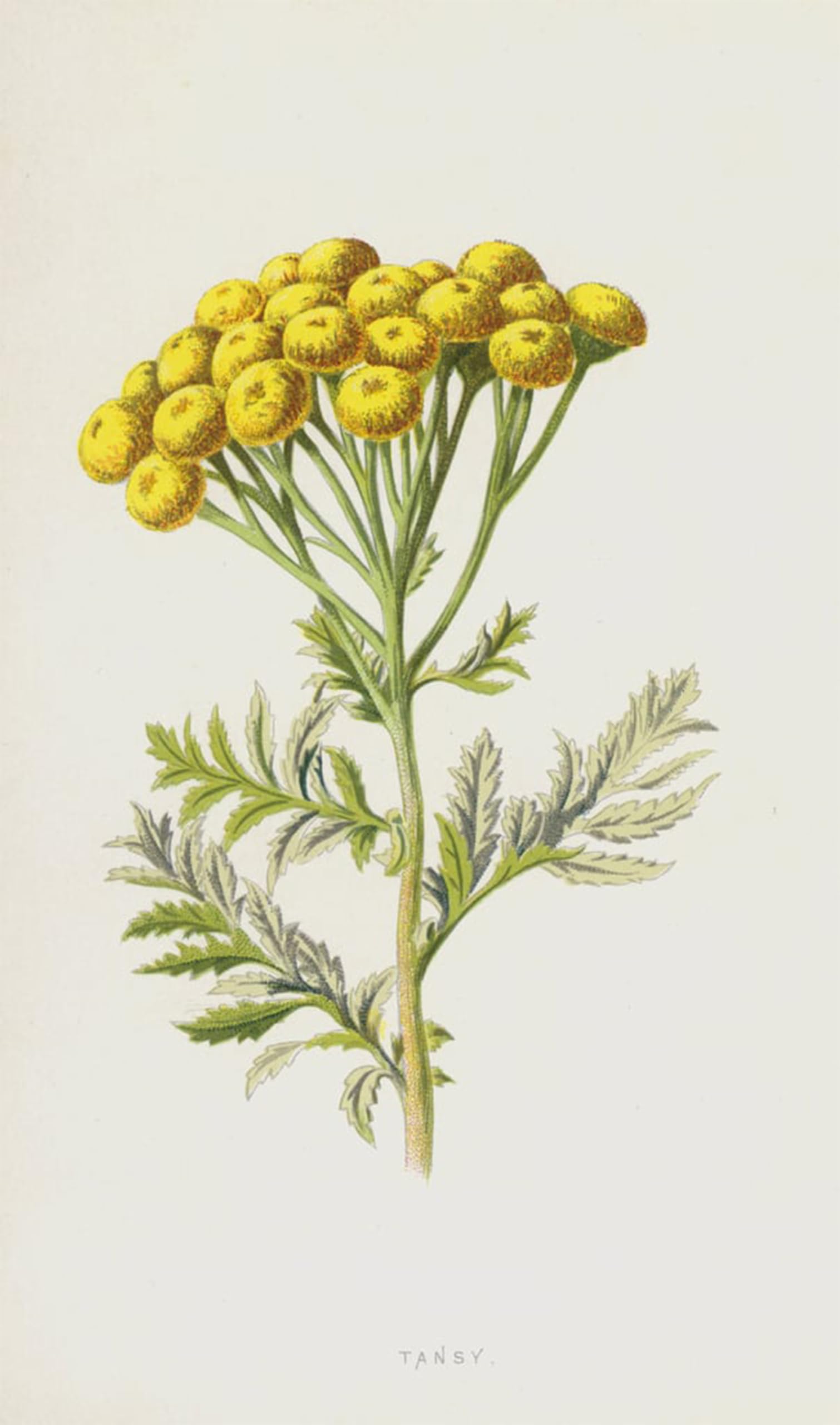 SERENDIPITP Retro Picture Poster Wall Art Pictures Painting Tansy by Frederick Edward Hulme Wall Art Canvas Print for Wall Decor 60x90cm