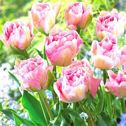 Miniatura 3 de Mezcla de bulbos de tulipán dobles para plantar en otoño plantar a granel en interiores 15 bombillas grandes plantación de otoño y floración de