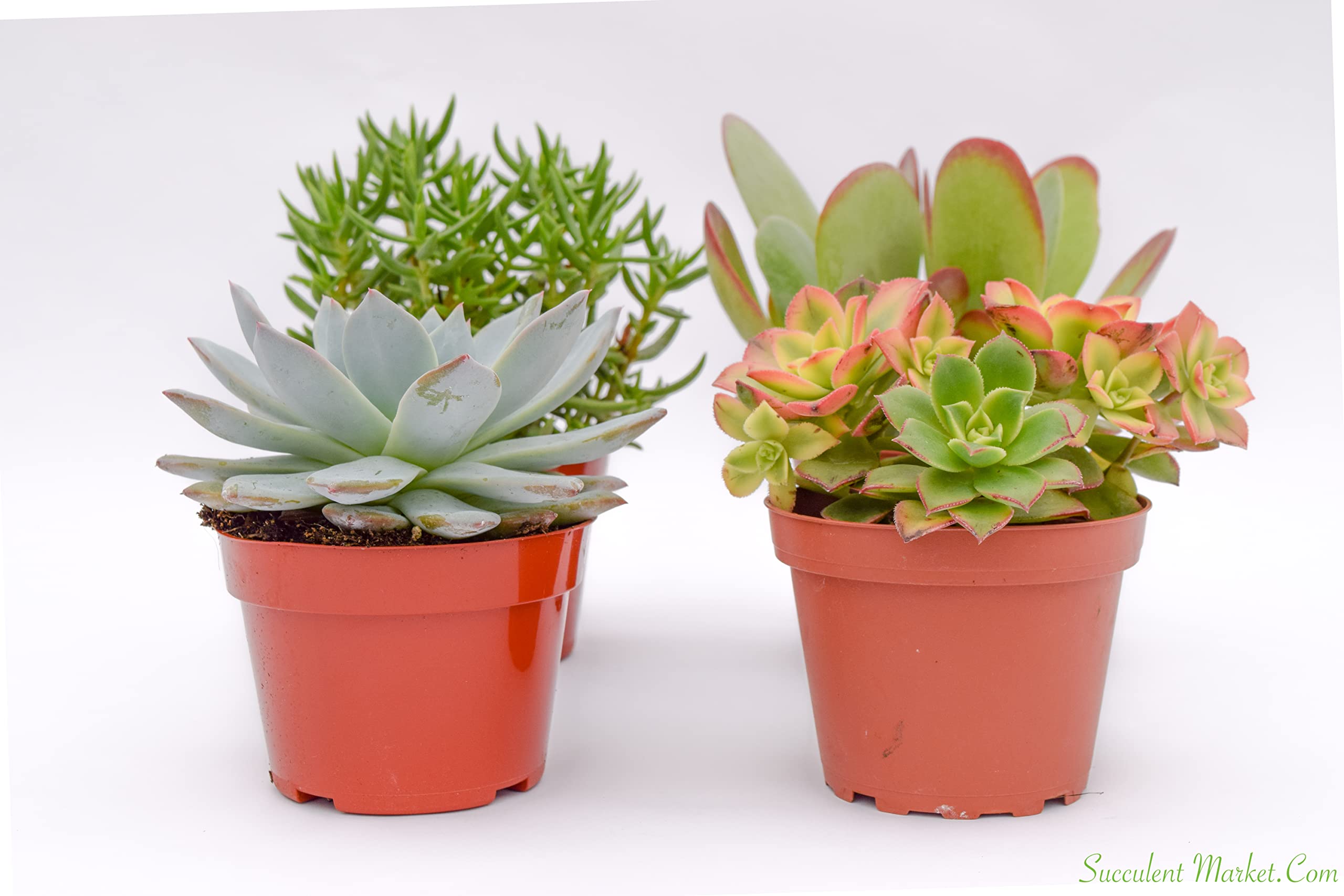 Amazon.com : Large Colorful Outdoor Succulents - Assorted 4 Inch - Live Outdoor  Succulent Plants - Large Fully Rooted Live Succulents (4) : Patio, Lawn &  Garden