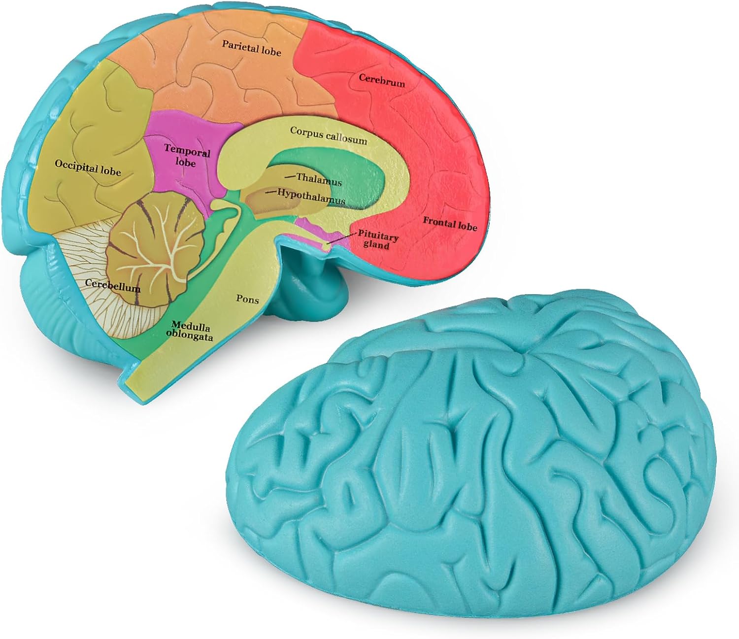 Cross-Section Brain Model, Human Brain Anatomy Model for Kids, 2 Pieces ...