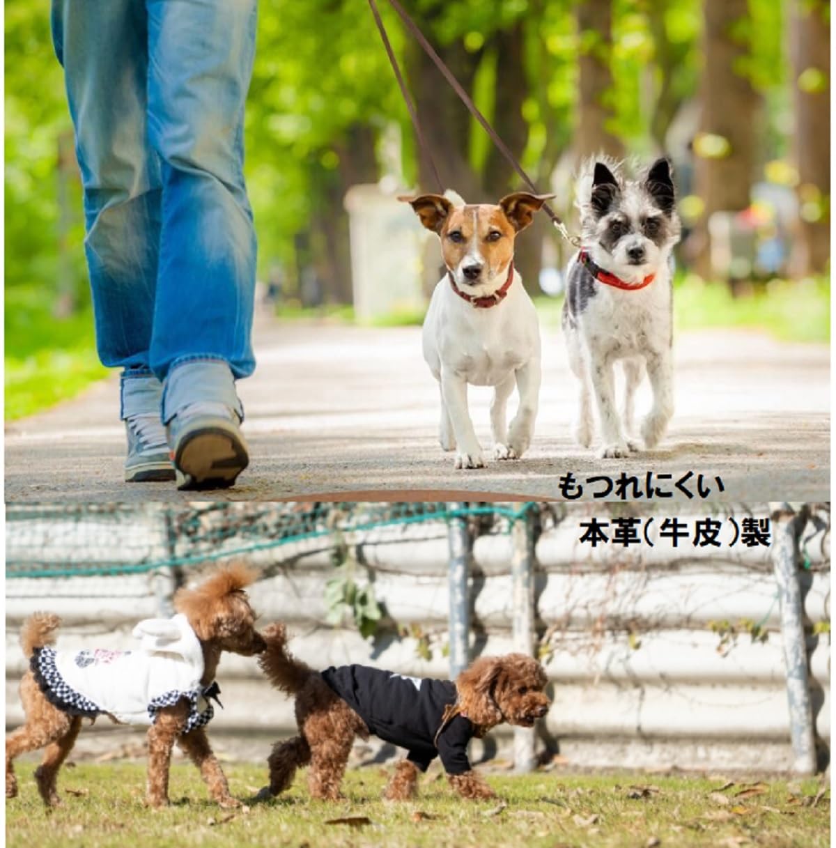 Amazon | 犬 2匹用リード 2頭引き 本革 レザー セット 小型犬