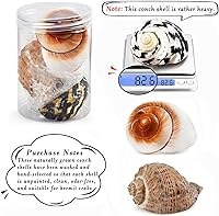 Vista 2 de QICQDRAM Boutique - Conchas de cangrejo ermitaño extra a grandes de 2.9 a 3.3 pulgadas, conchas naturales de cangrejo ermitaño tamaño de apertura