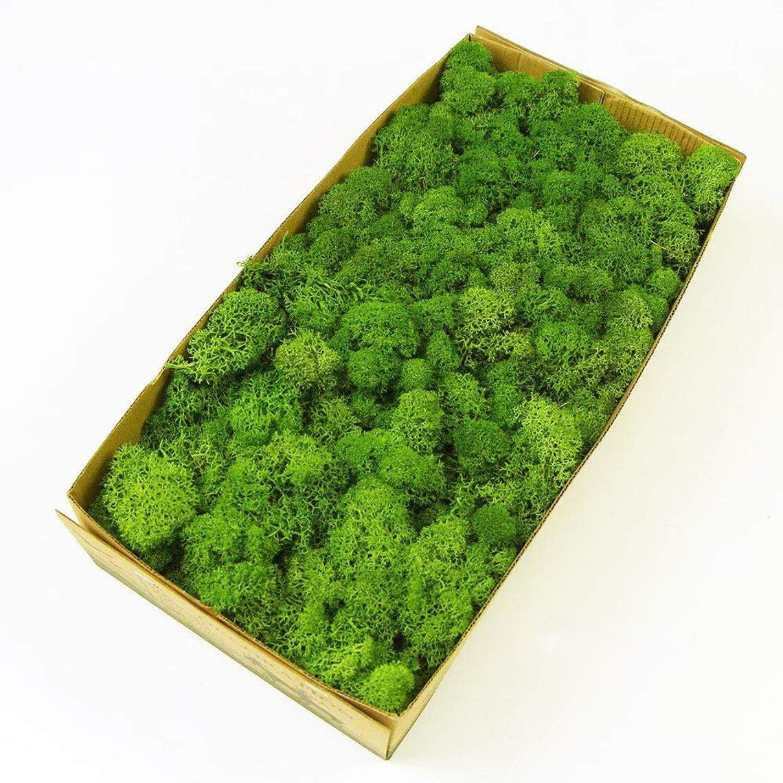 Preserved Reindeer Moss Natural Green DIY Kit Gardenning Art Wall Decor Florist Decor Easter Table Decor Wedding Green-02 0.85 lb